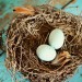 {this post is not about a nest}