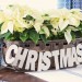 Poinsettias