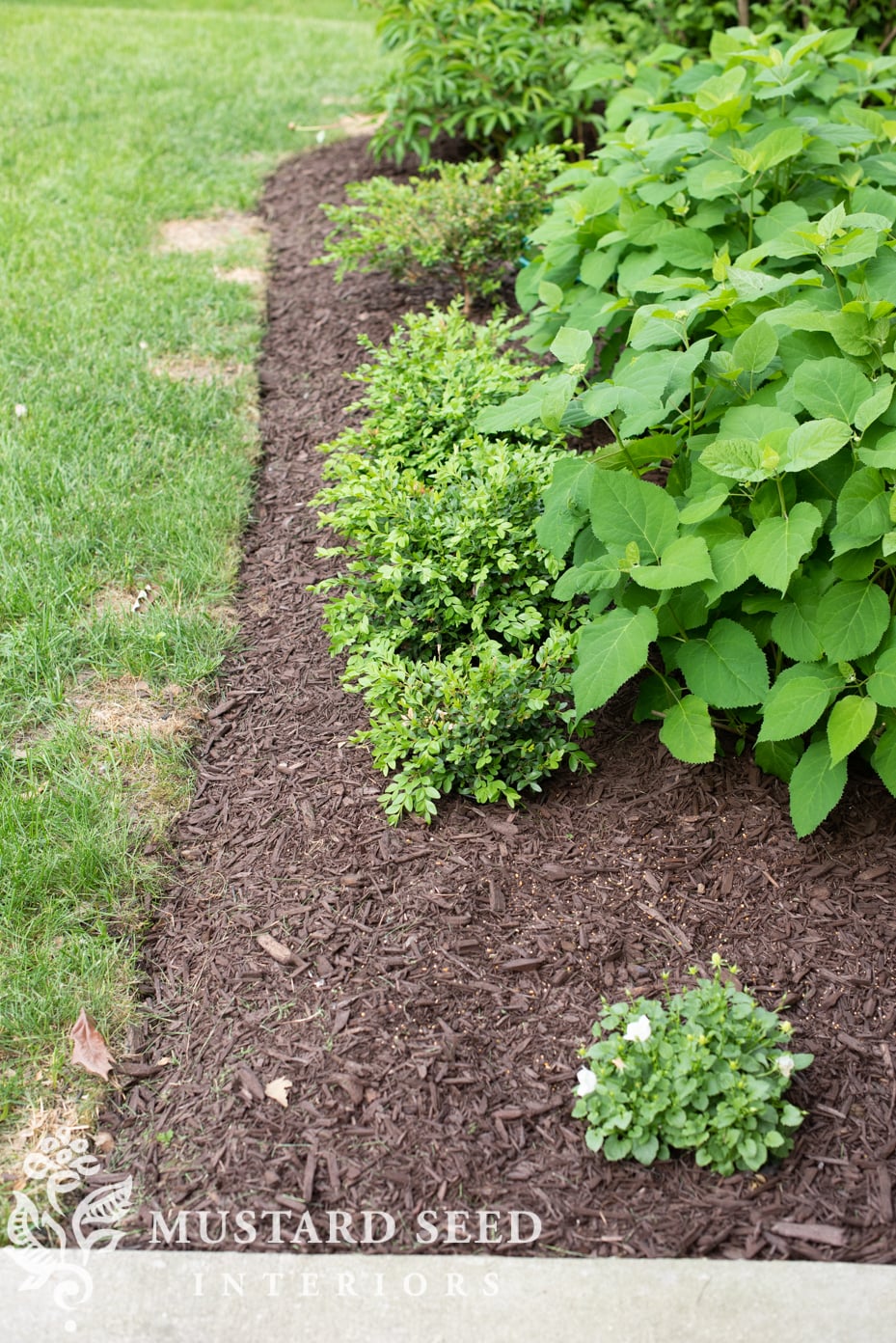 boxwood and hydrangeas | miss mustard seed