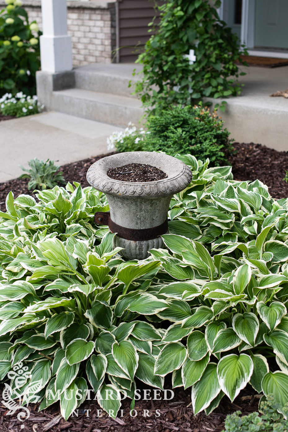 summer 2021 garden update | concrete urn | hostas | miss mustard seed