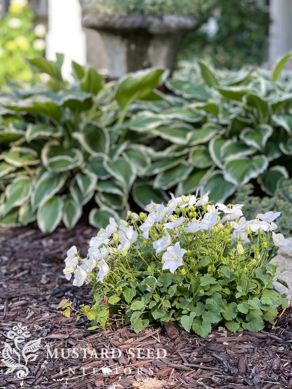 summer 2021 garden update | bellflower | miss mustard seed