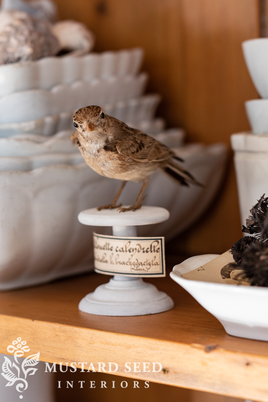 collected & antique curiosities | alouette calandrelle | taxidermy lark | miss mustard seed