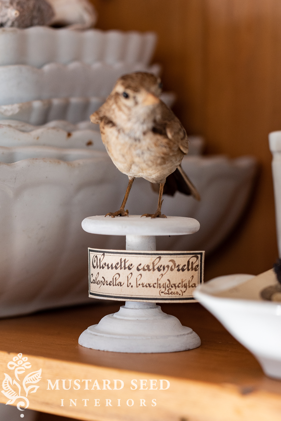 collected & antique curiosities | alouette calandrelle | taxidermy lark | miss mustard seed