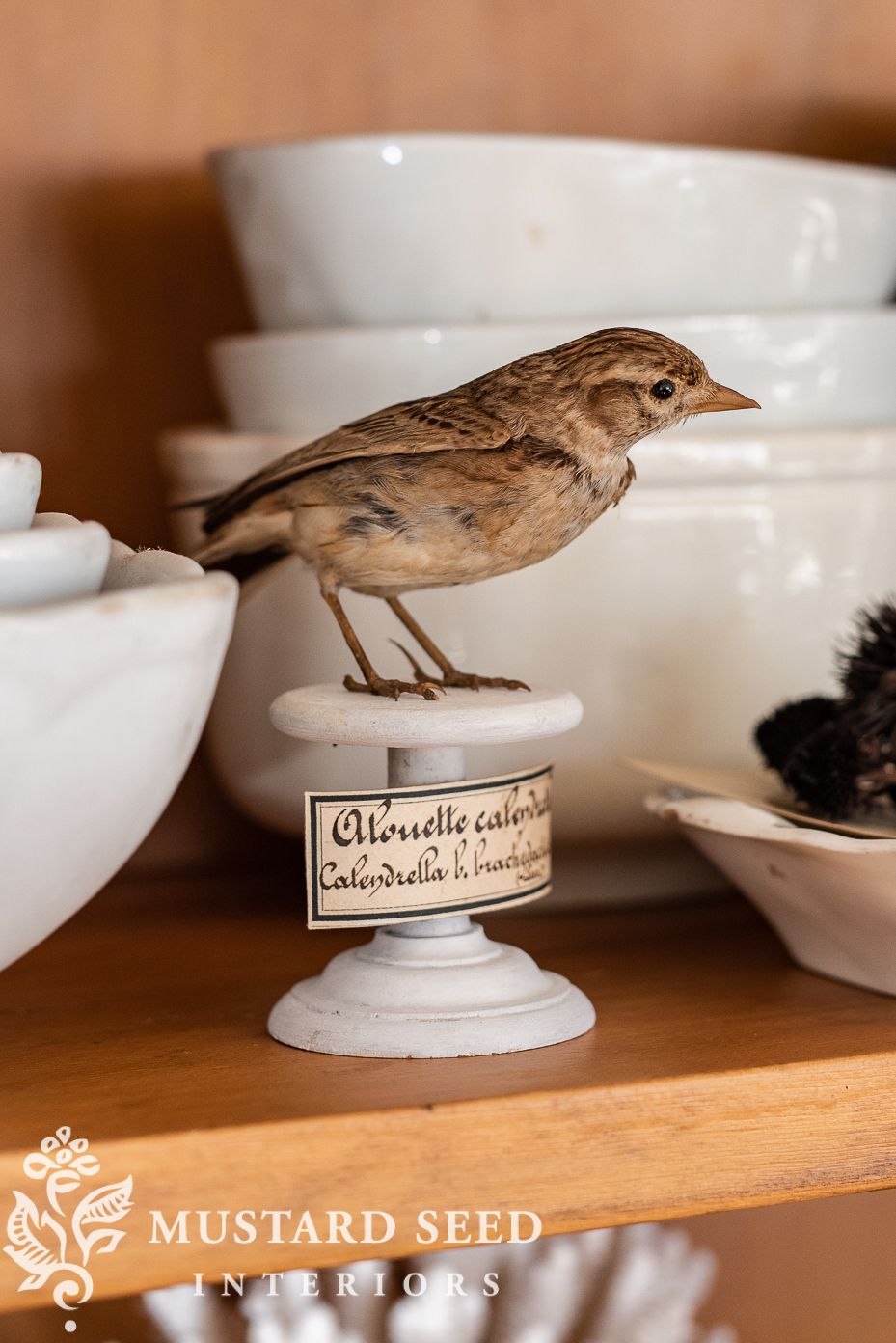 collected & antique curiosities | alouette calandrelle | taxidermy lark | miss mustard seed