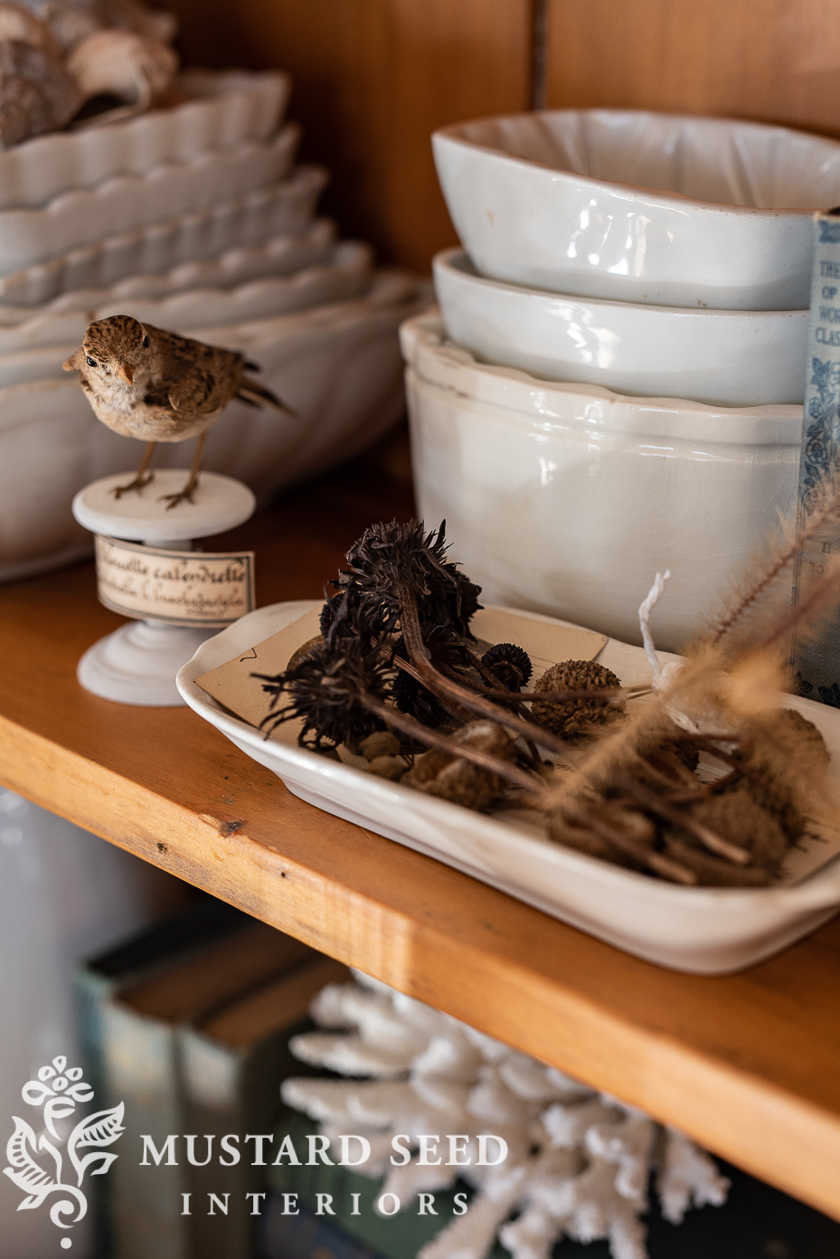 collected & antique curiosities | alouette calandrelle | taxidermy lark | miss mustard seed