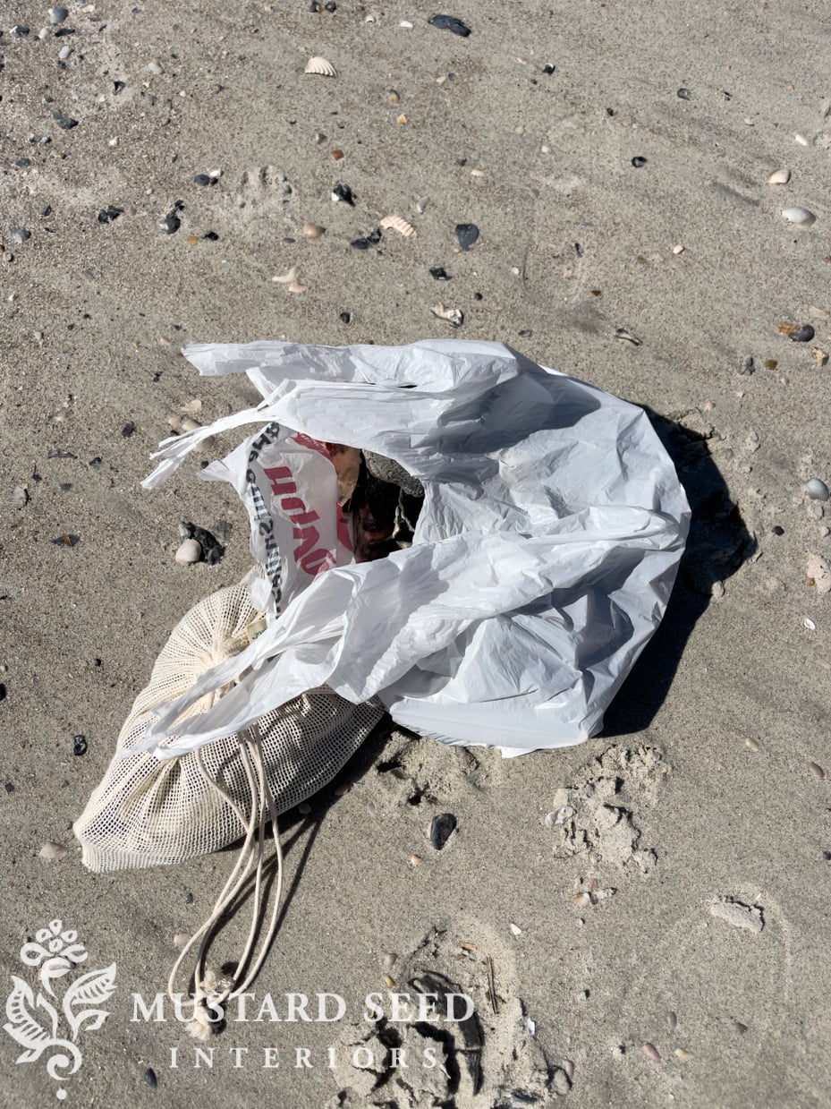 Isle of Palms shelling tips | miss mustard seed