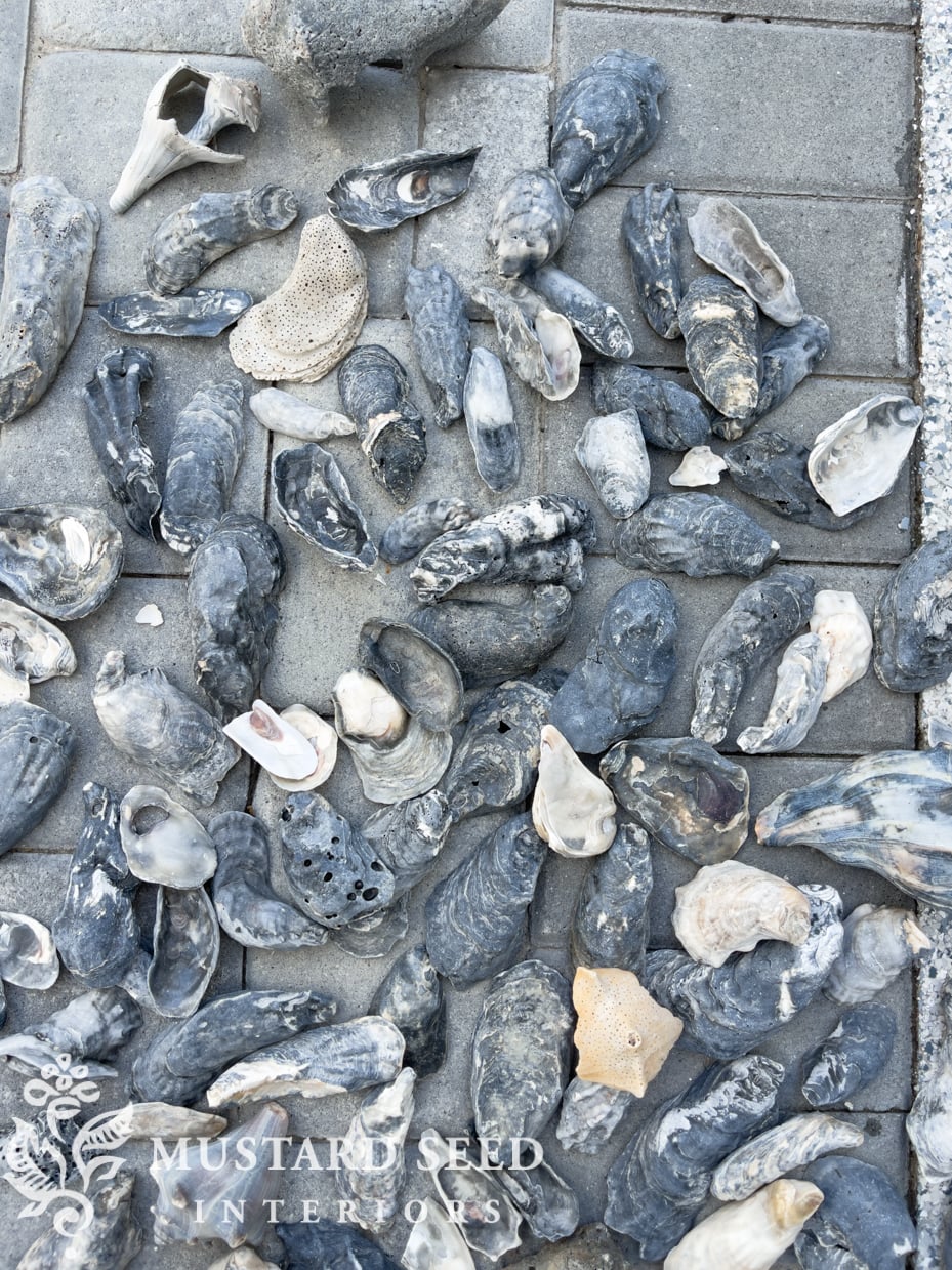 oyster shells | march & april favorites | miss mustard seed