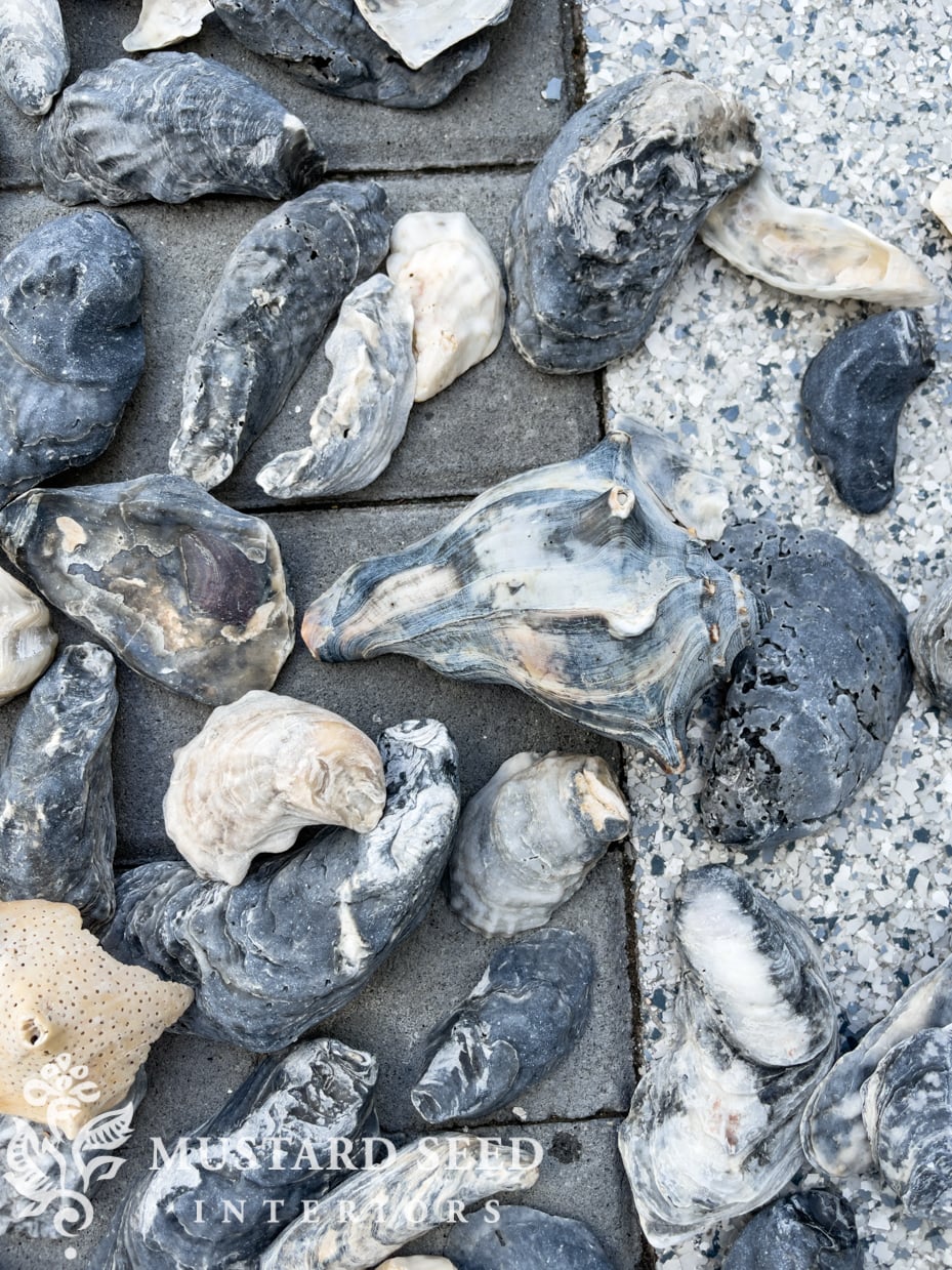 Isle of Palms shelling tips | miss mustard seed