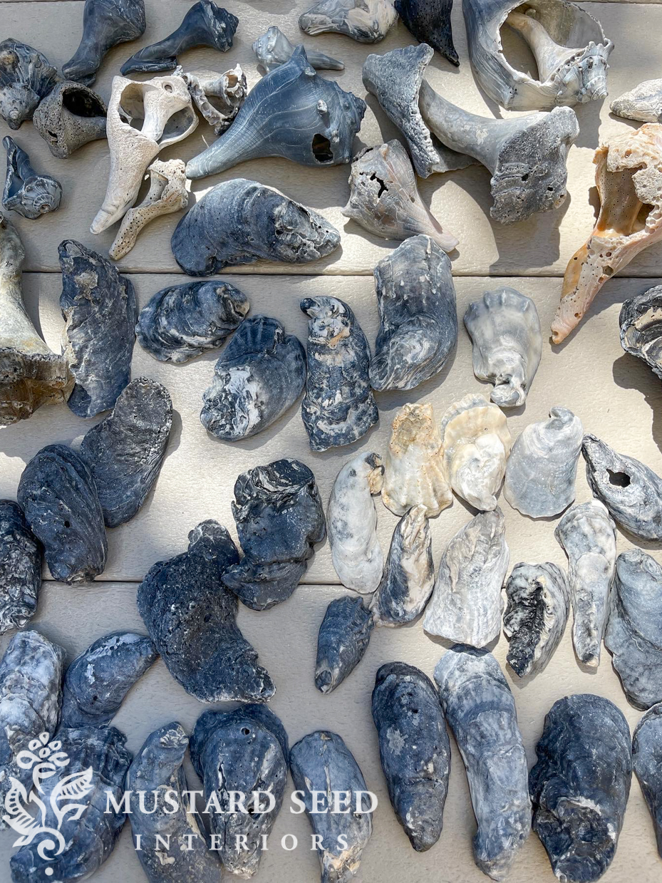 shell collection from Isle of Palms | miss mustard seed