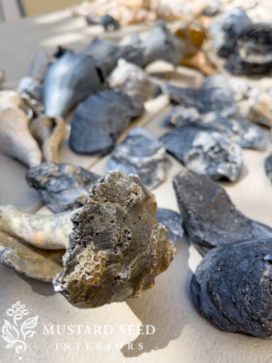 shell collection from Isle of Palms | miss mustard seed