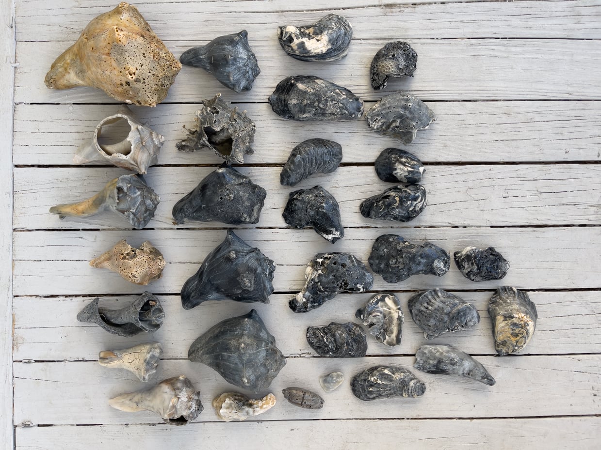 shells collected at isle of palms | miss mustard seed