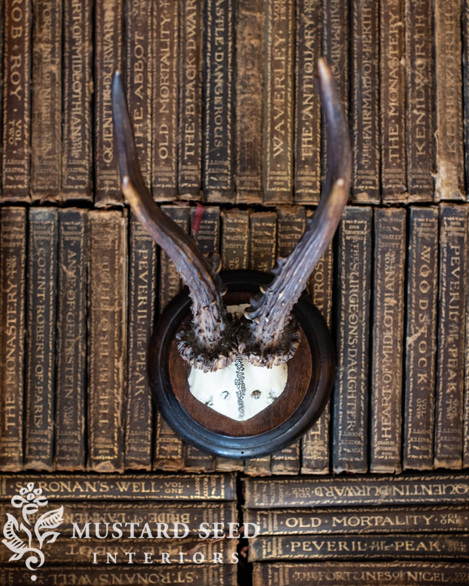 antique European stag antlers | miss mustard seed