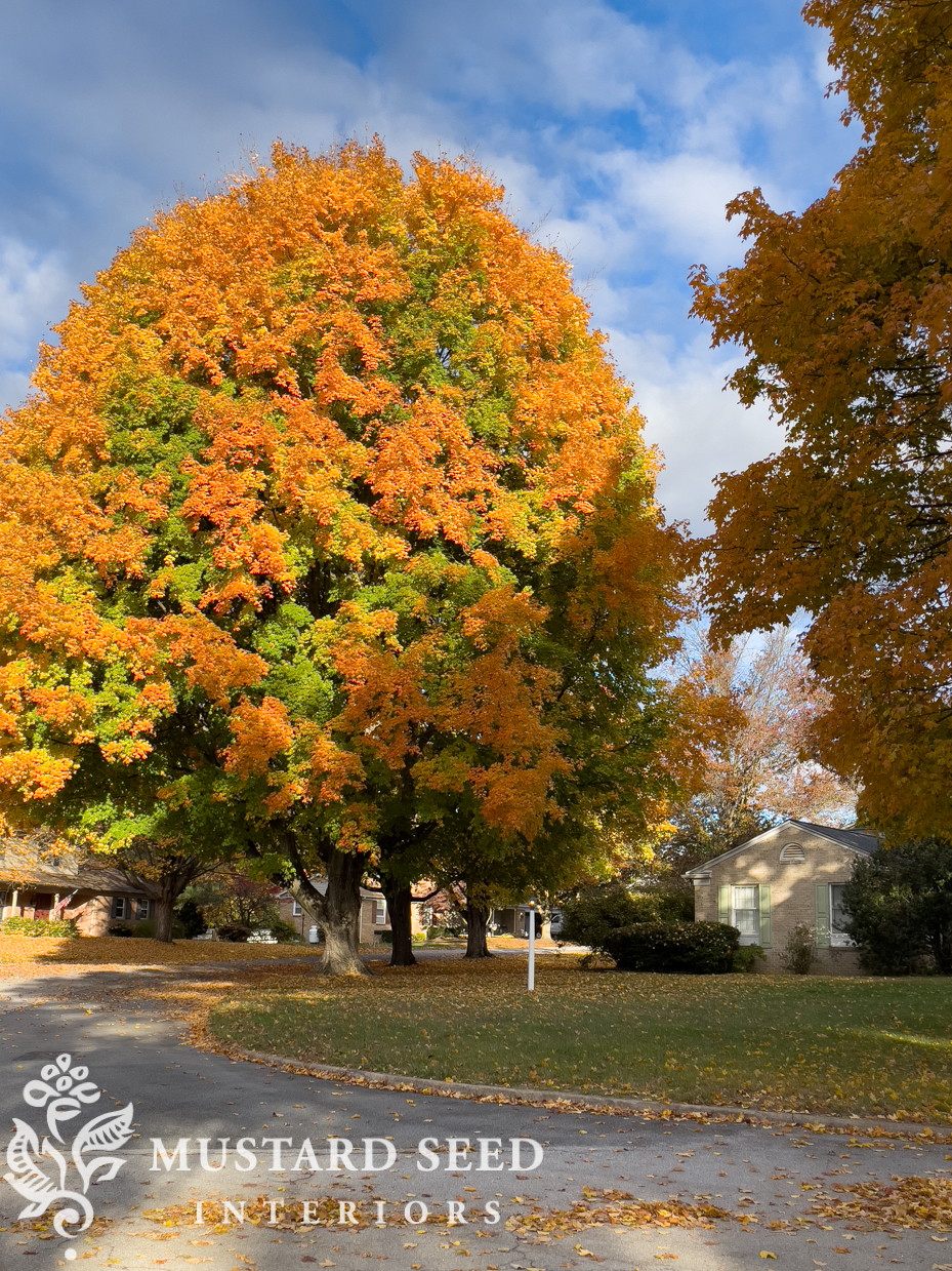 maples trees in the fall | miss mustard seed