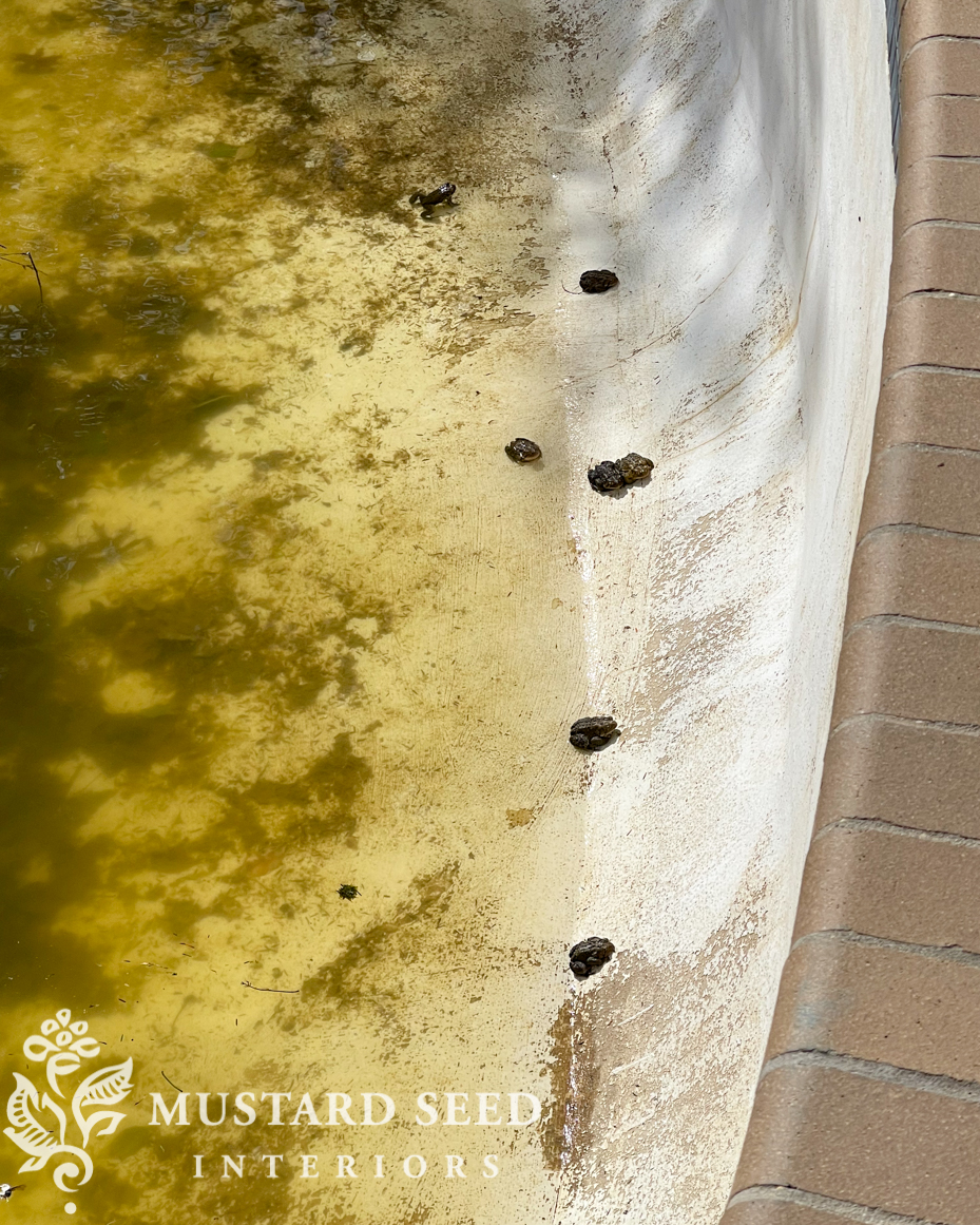 1970 pool renovation before | miss mustard seed