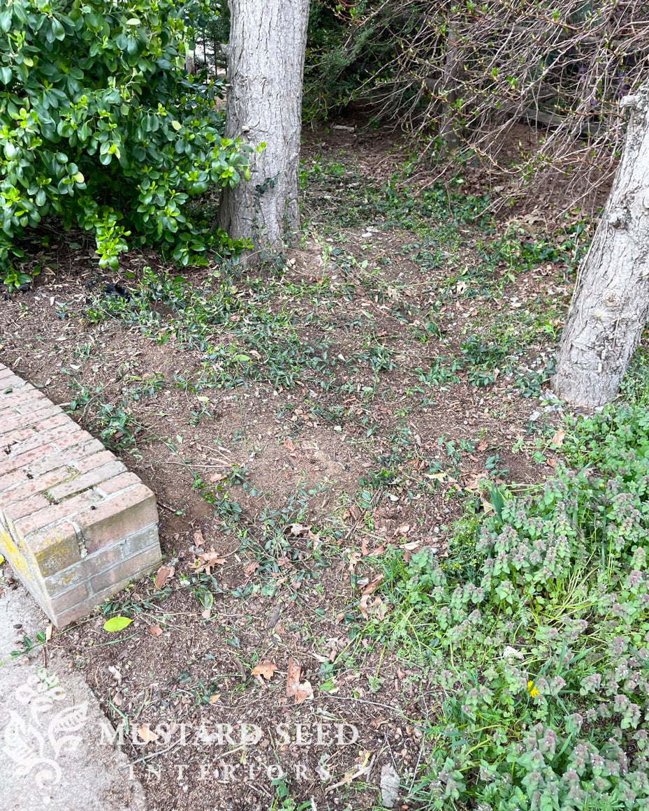 1970 home renovation | yard clean-up in progress | miss mustard seed