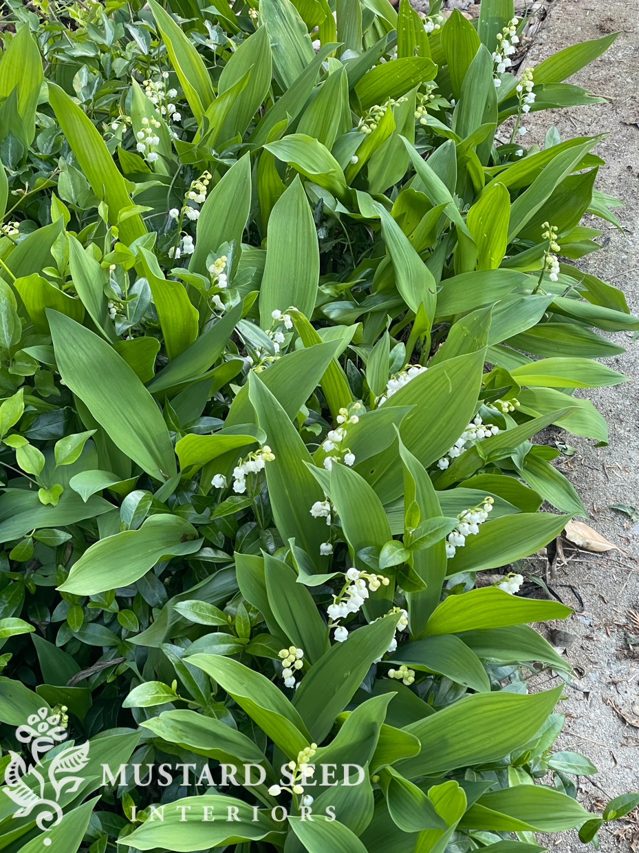 garden progress | 1970 home renovation | miss mustard seed