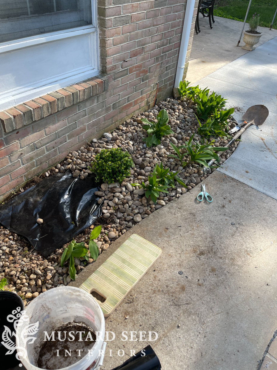 garden progress | 1970 home renovation | miss mustard seed