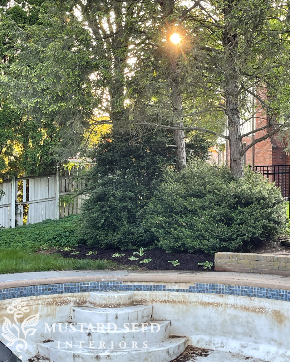 garden progress | 1970 home renovation | miss mustard seed