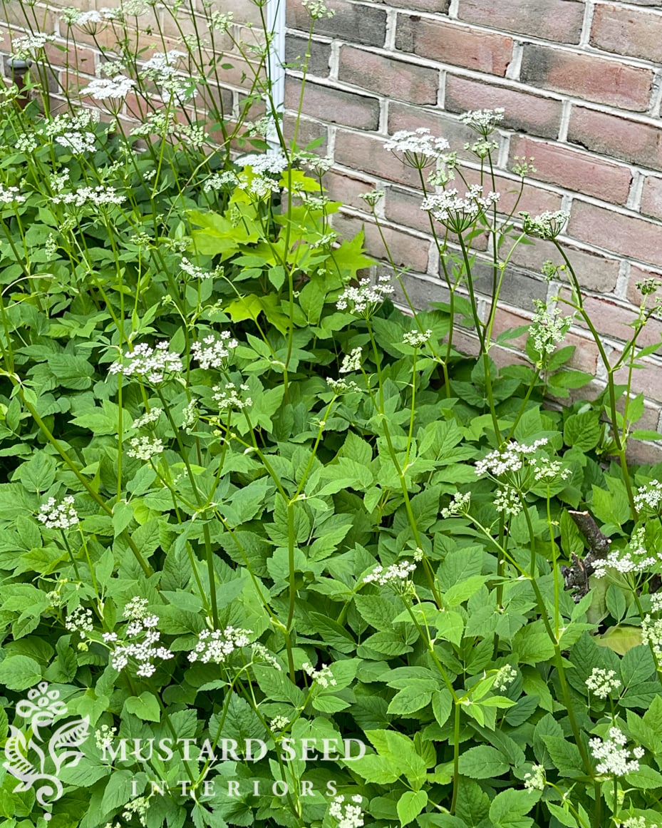 smothering and eradicating bishop's weed | miss mustard seed