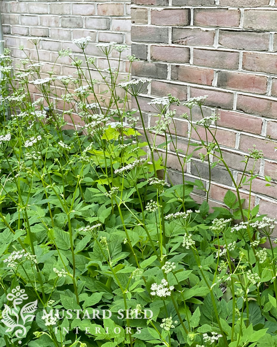 garden progress | 1970 home renovation | miss mustard seed