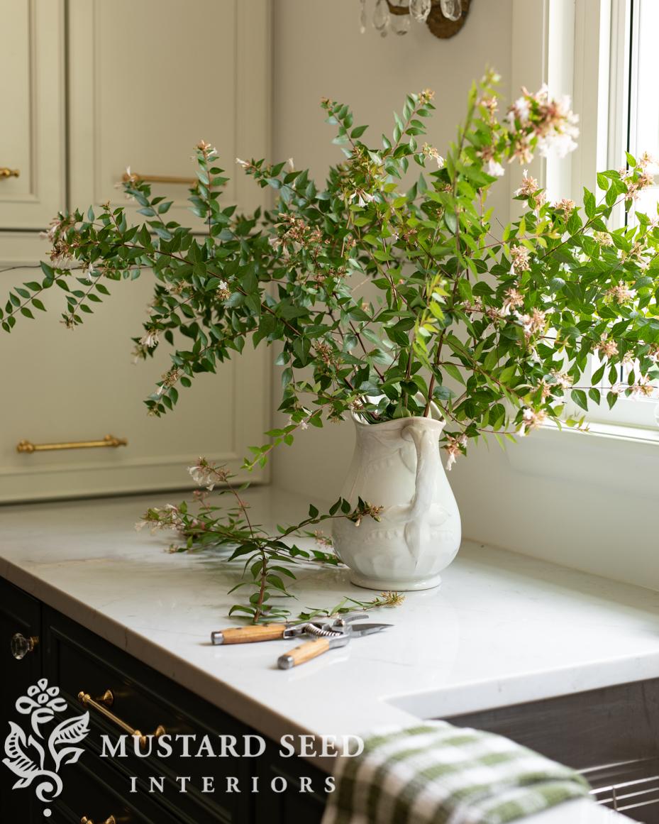 abelia clippings | miss mustard seed