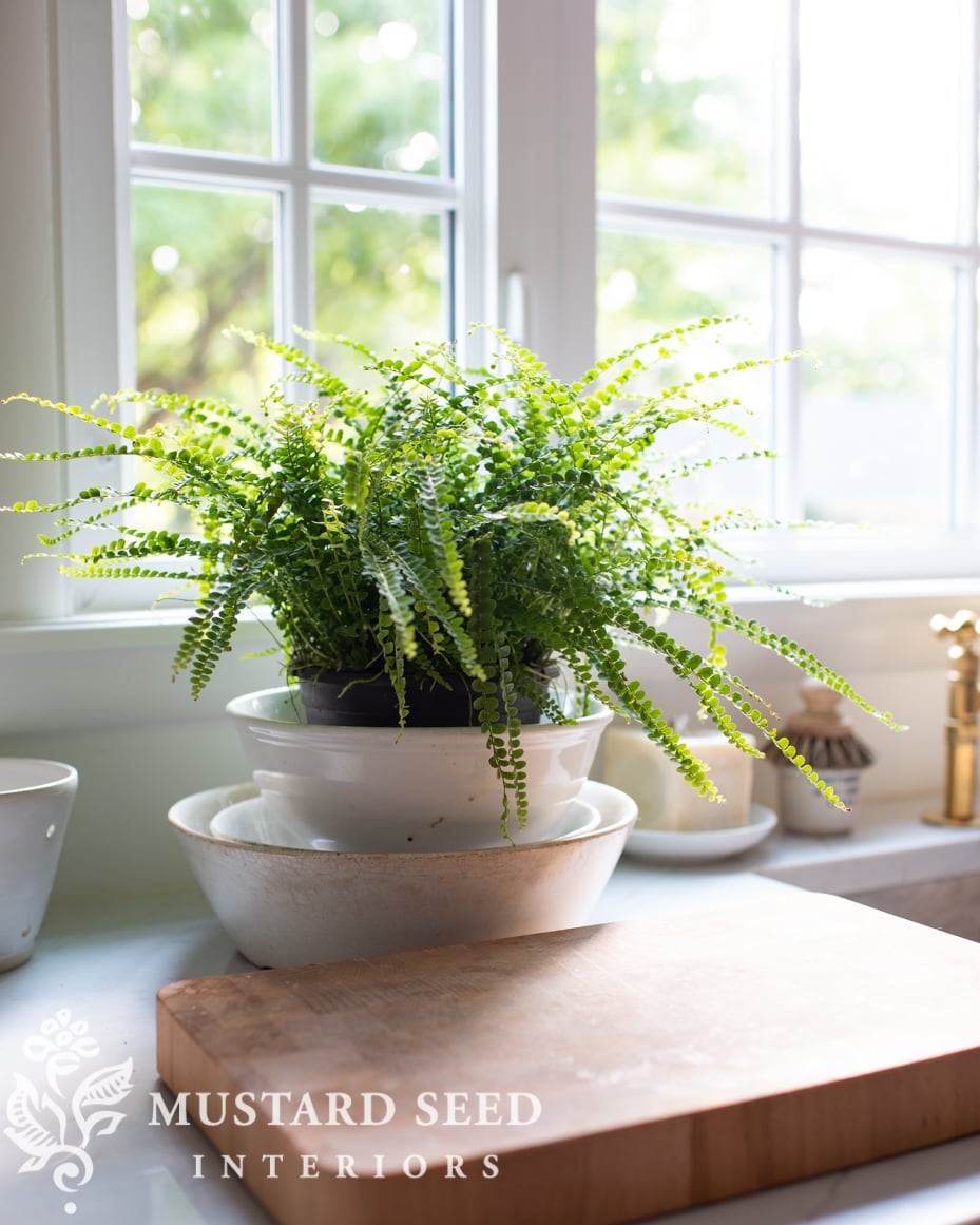 button fern | miss mustard seed
