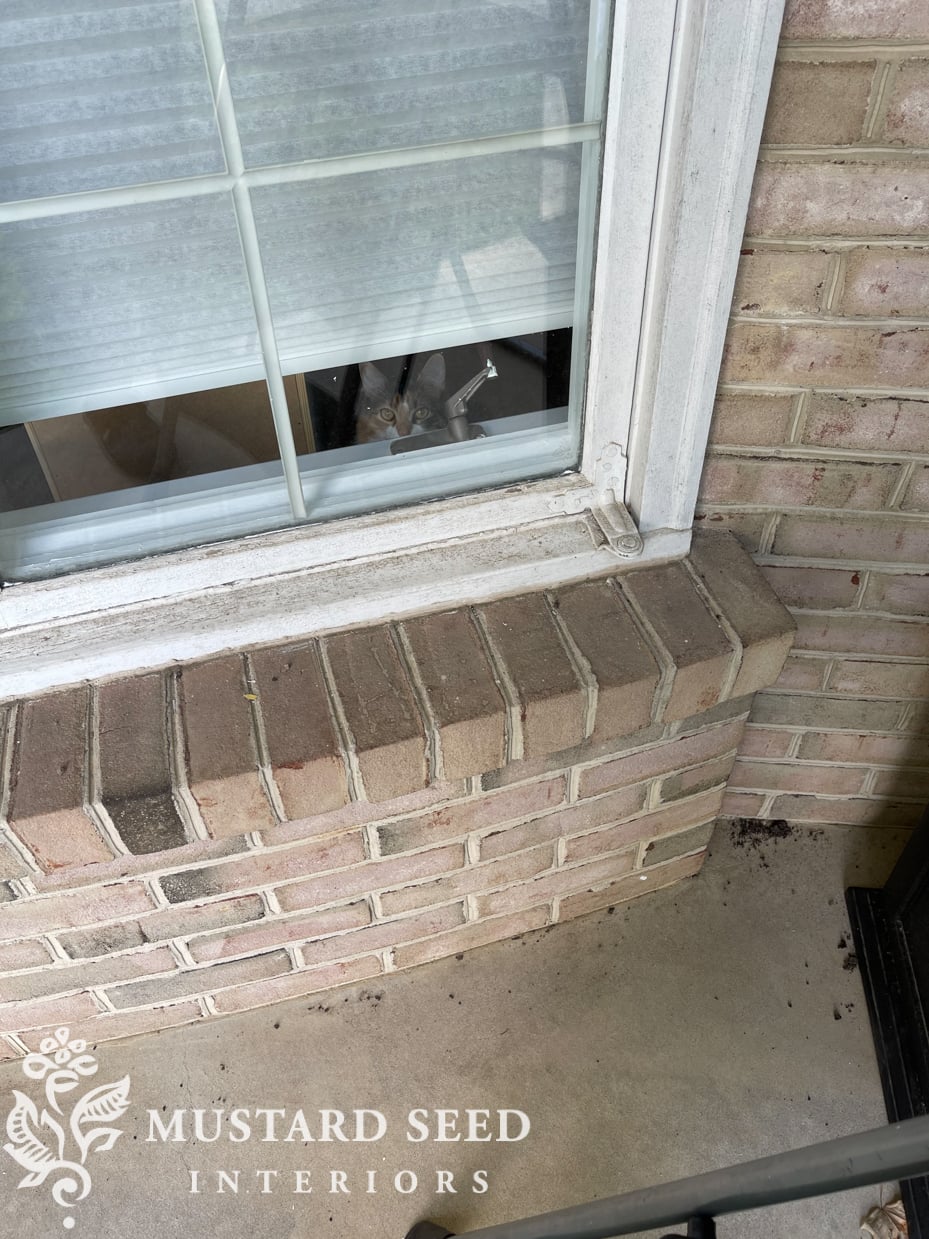 peeking kitty