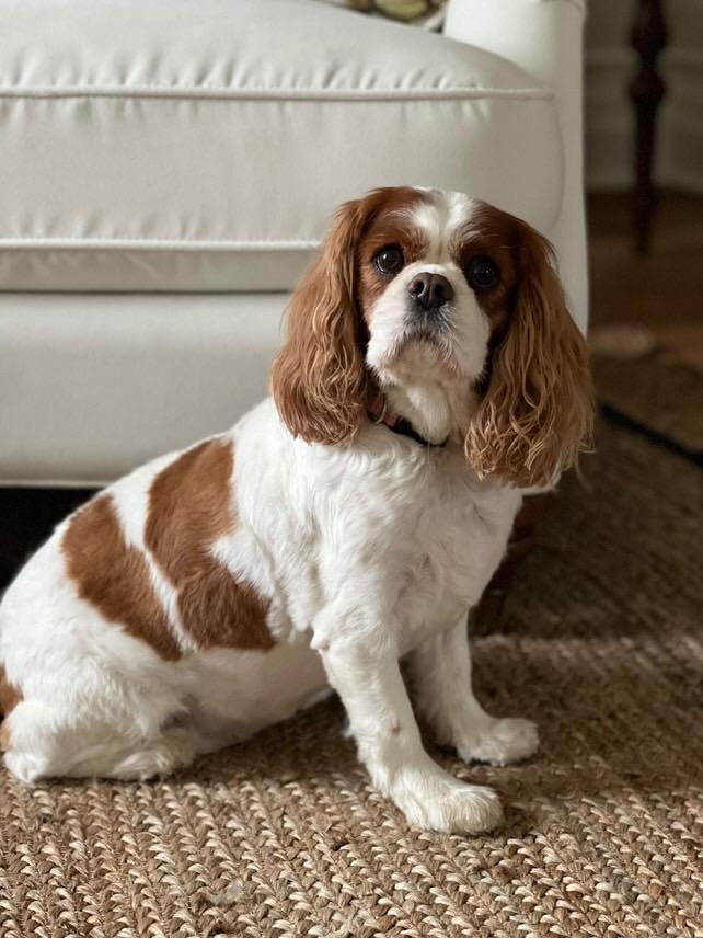 tips for taking good pet photos for a pet portrait | miss mustard seed | marian parsons fine art 