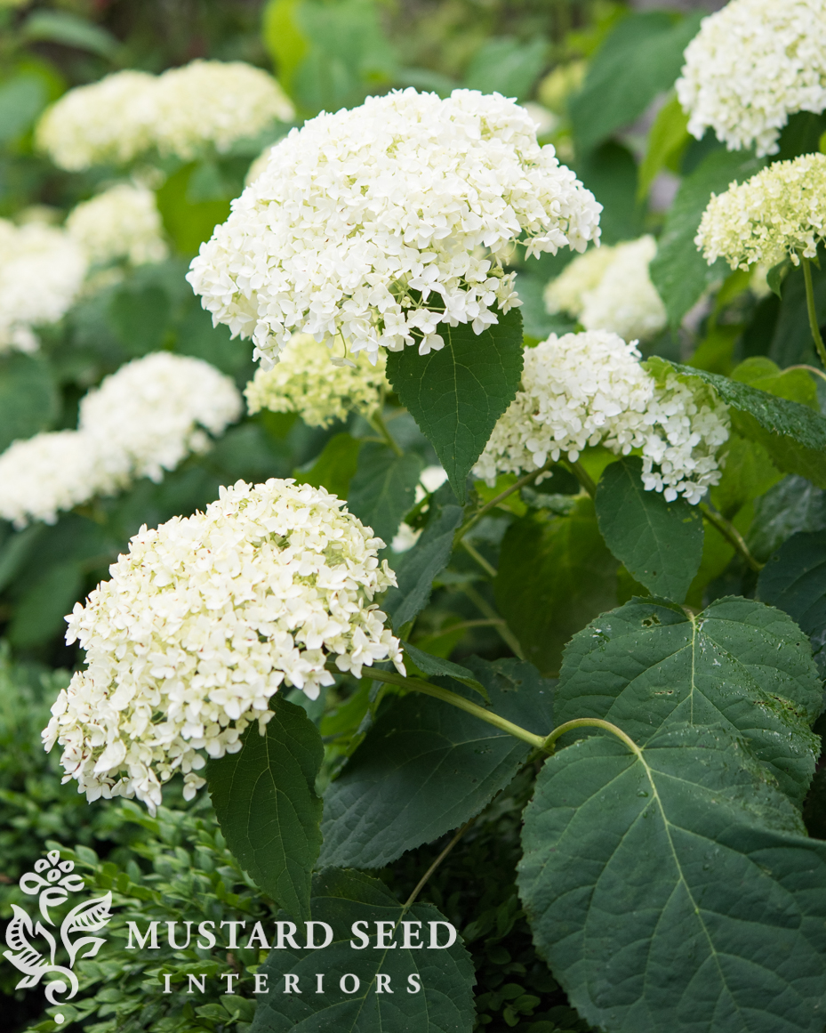 annabelle hydrangeas | miss mustard seed