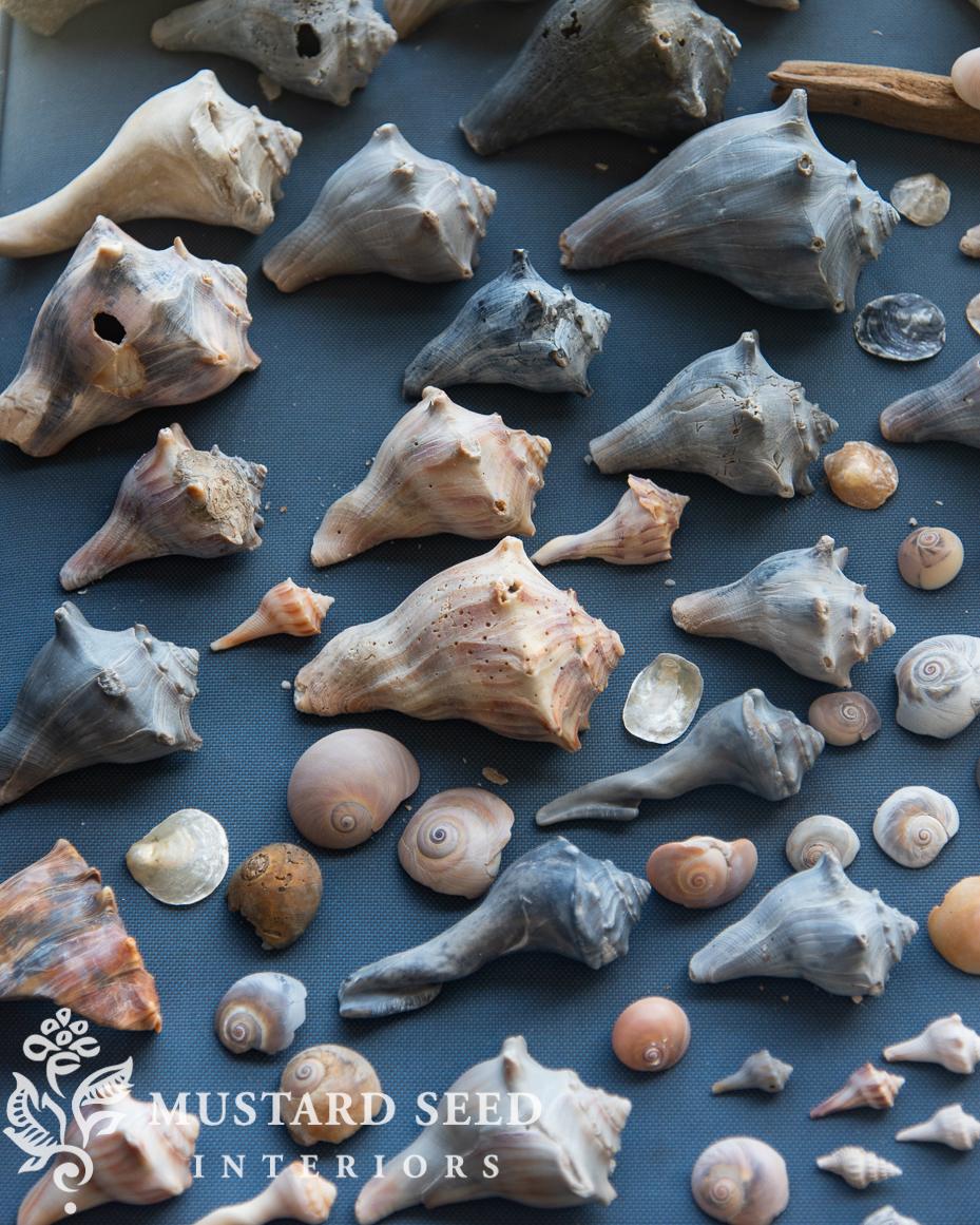 shelling at isle of palms | miss mustard seed