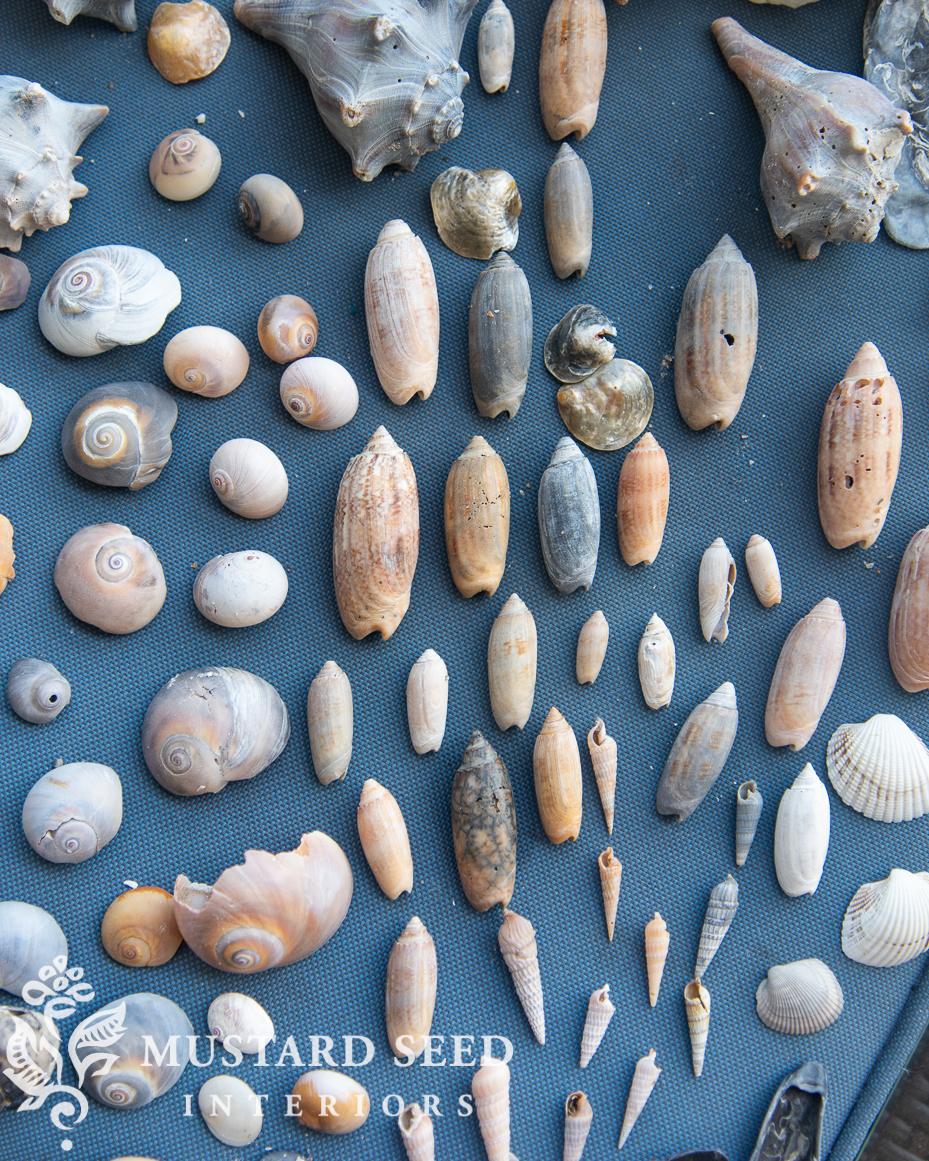 shelling at isle of palms | miss mustard seed