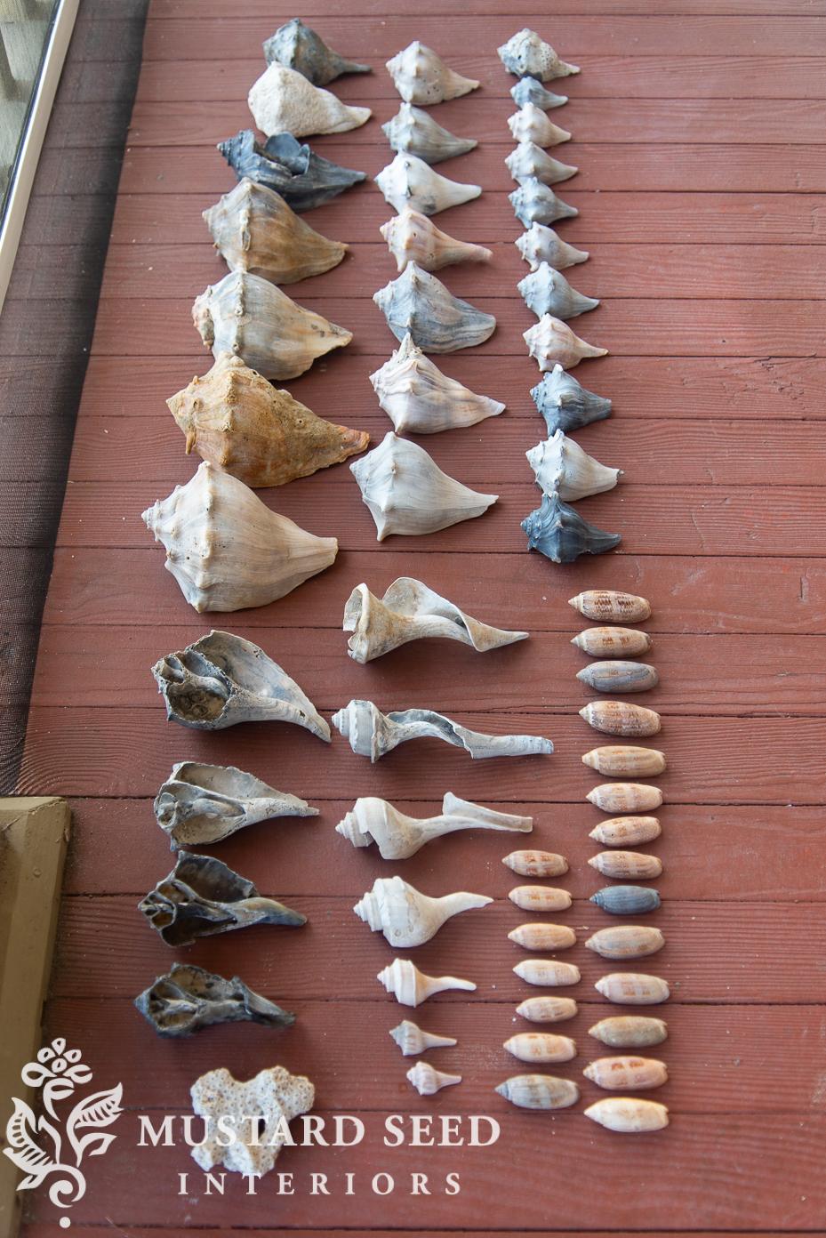 shelling at isle of palms | miss mustard seed