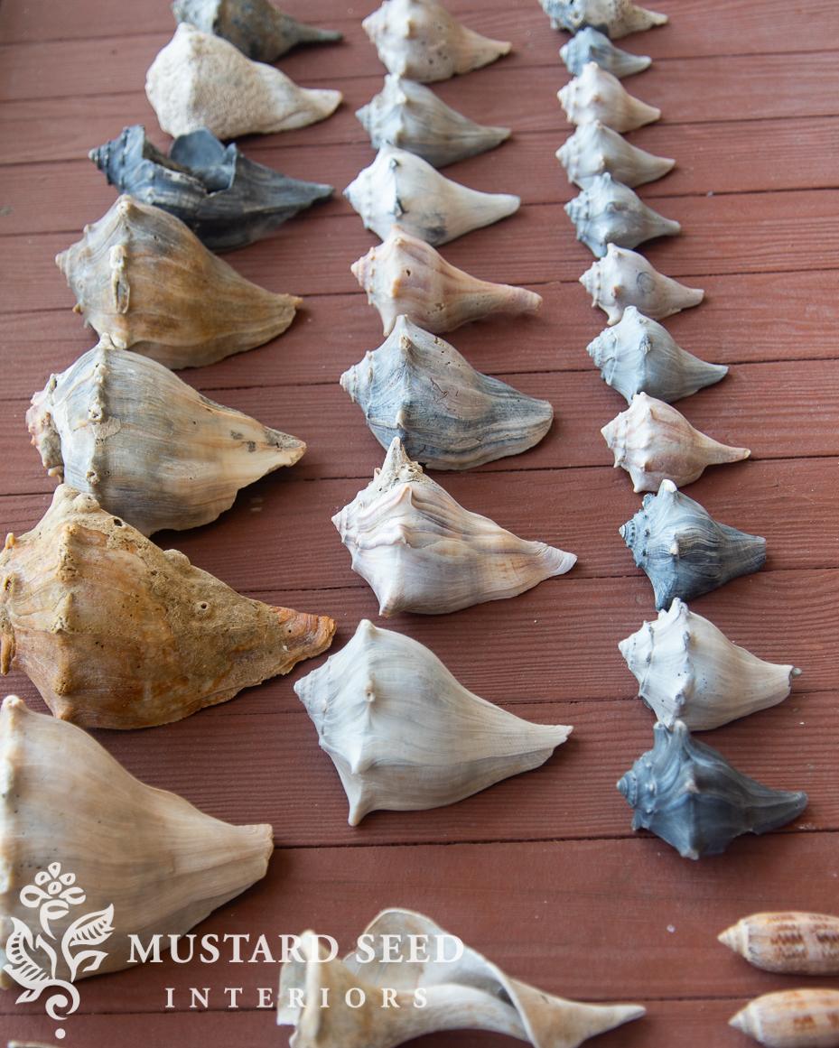 shelling at isle of palms | miss mustard seed