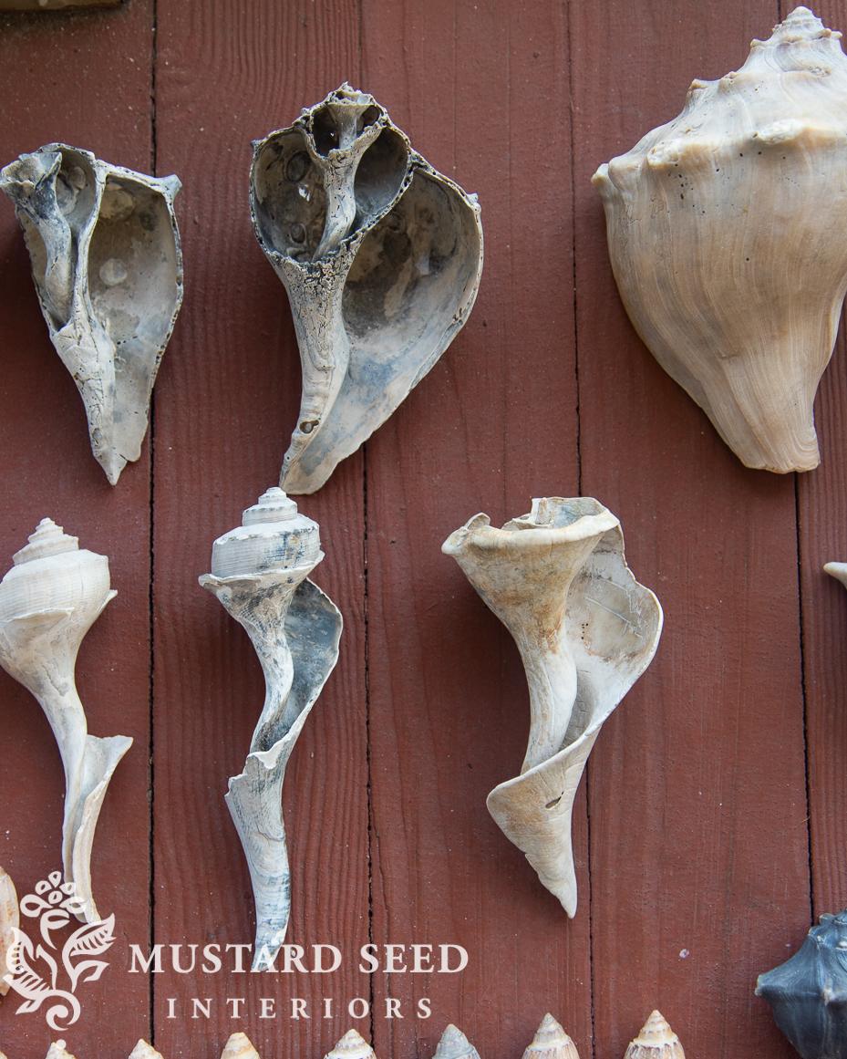 shelling at isle of palms | miss mustard seed