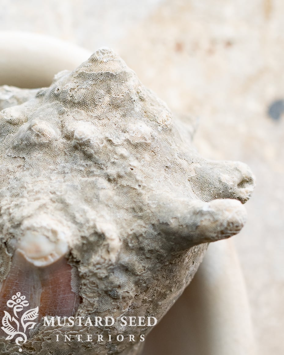 bryozoan-encrusted shell | isle of palms south carolina beach combing | fossil | miss mustard seed