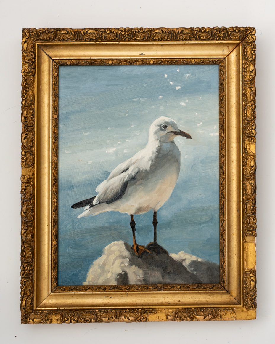 original oil painting | marian parsons | perched gull | miss mustard seed