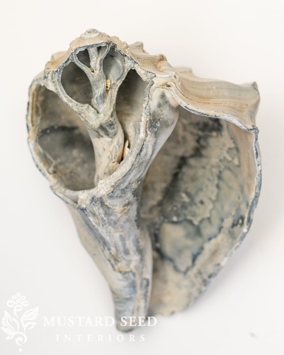 lessons from a whelk | miss mustard seed