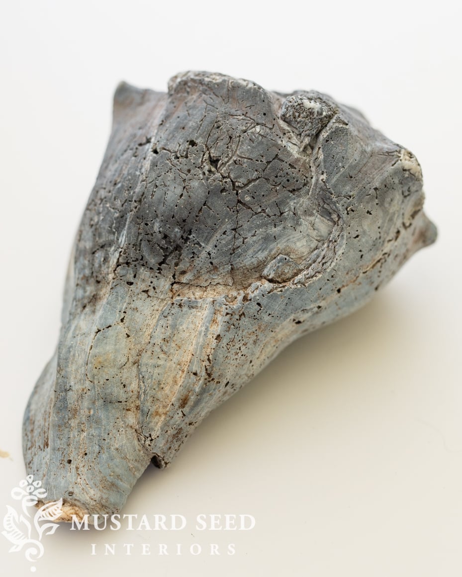 lessons from a whelk | miss mustard seed