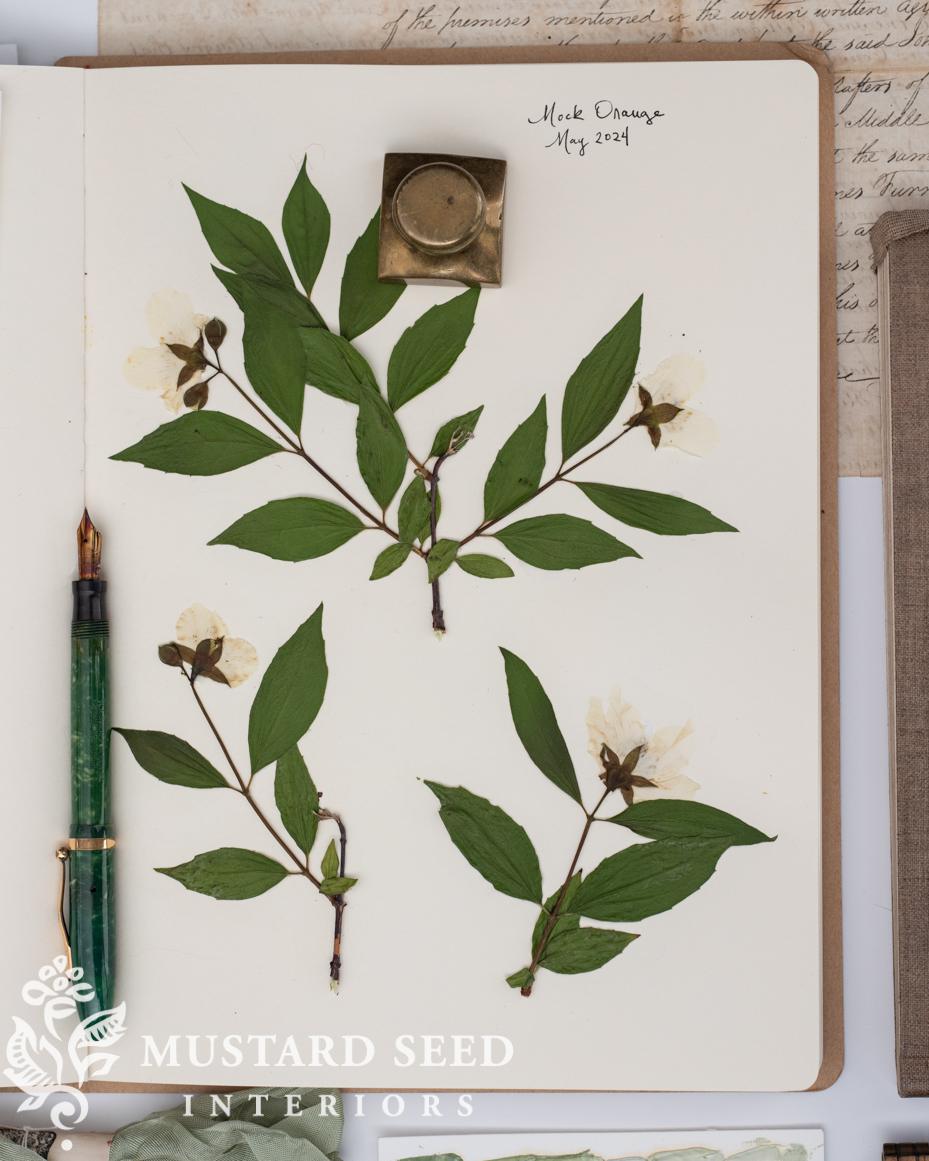 pressed mock orange blossoms | miss mustard seed