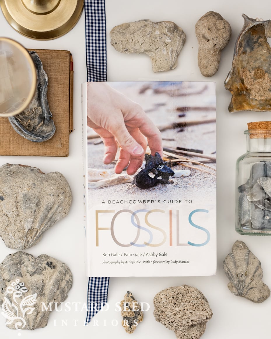 beachcomber's guide to fossils | miss mustard seed