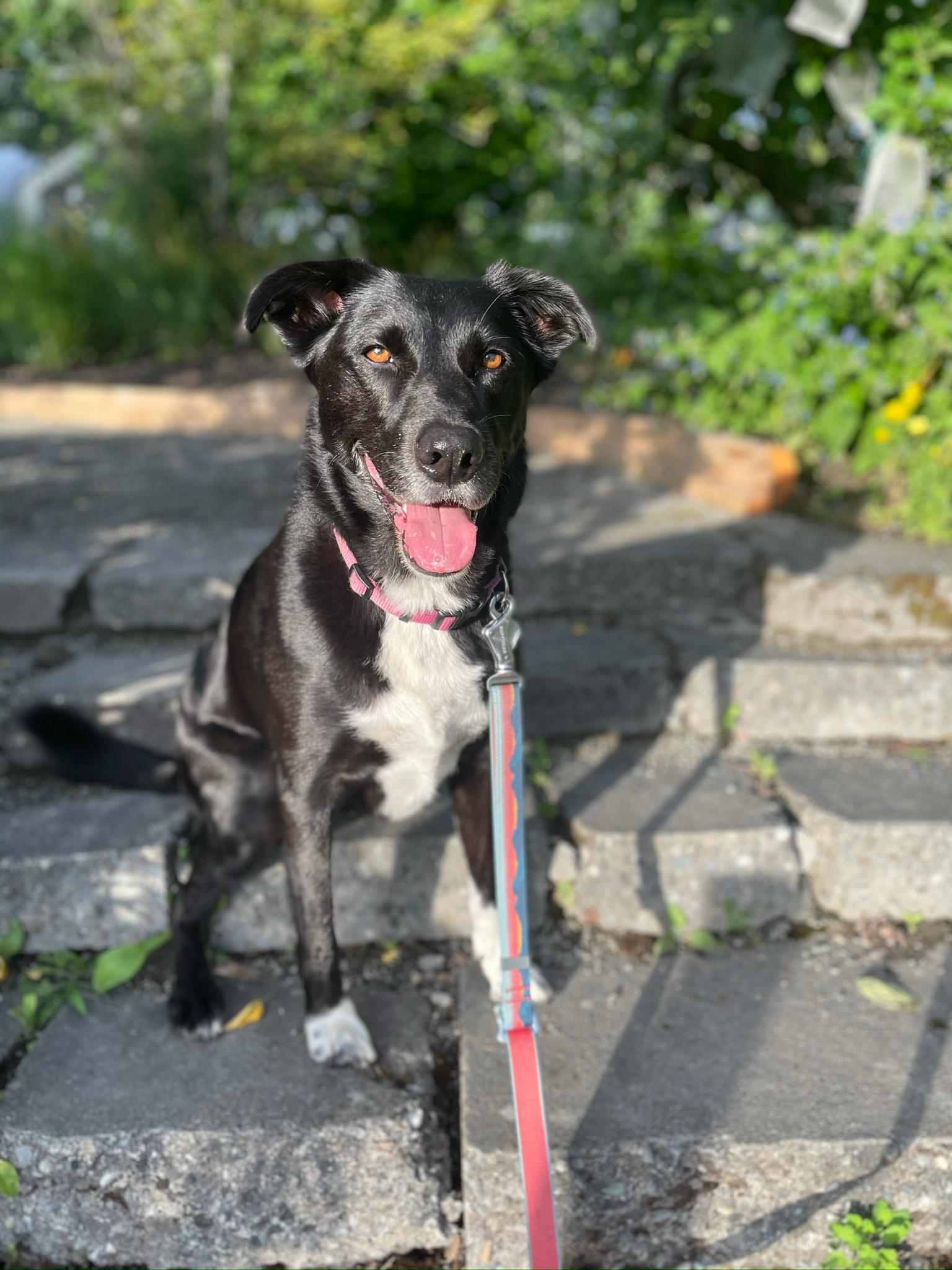 tips for taking good pet photos for a pet portrait | miss mustard seed | marian parsons fine art 