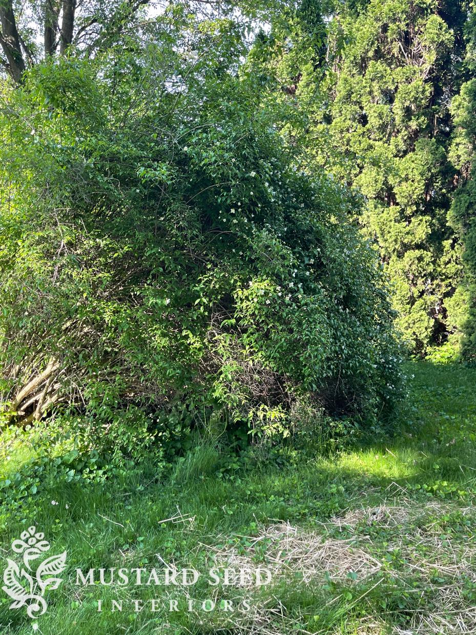 hard pruning a mock orange bush | miss mustard seed