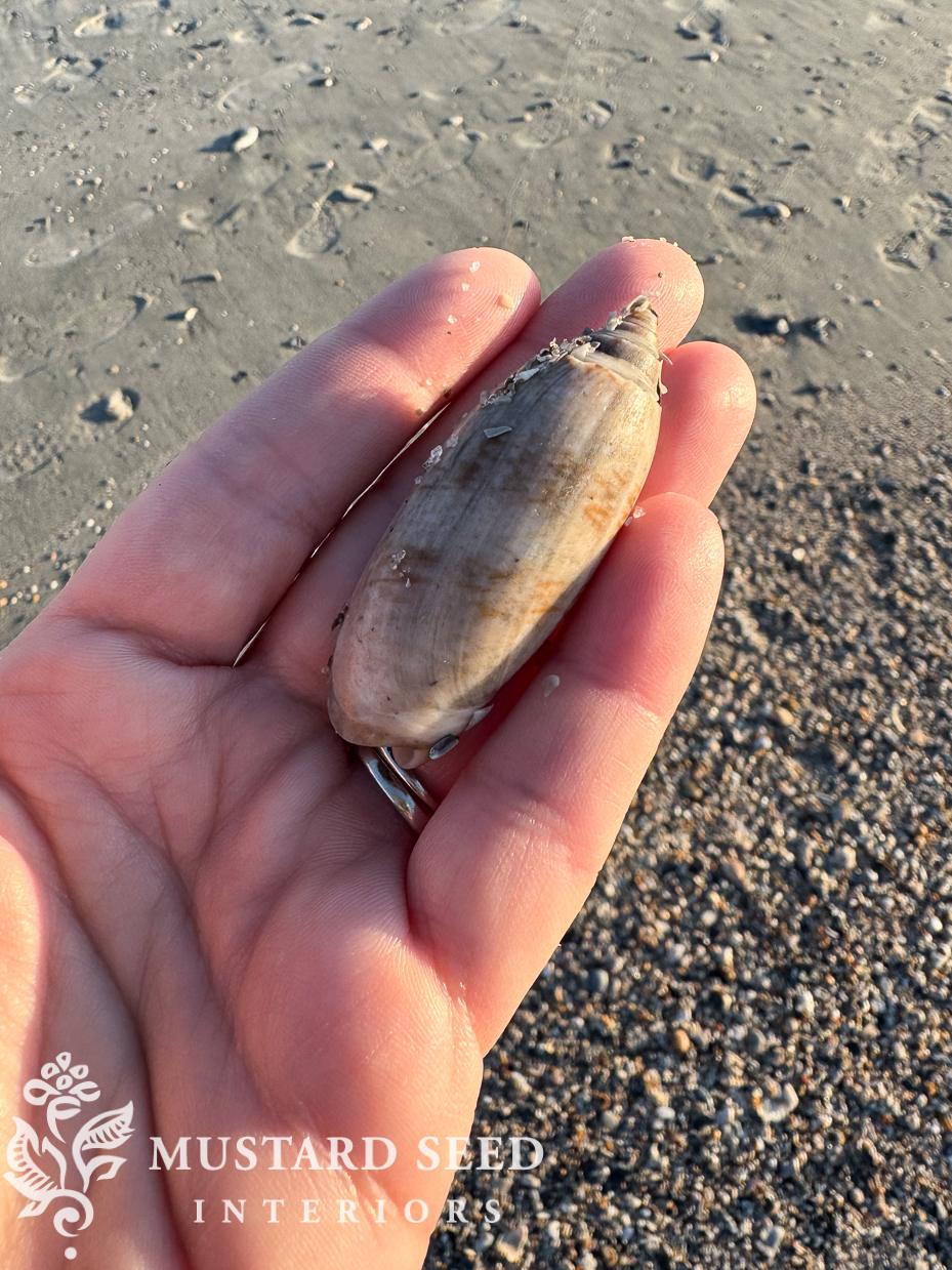 isle of palms shelling diaries | miss mustard seed