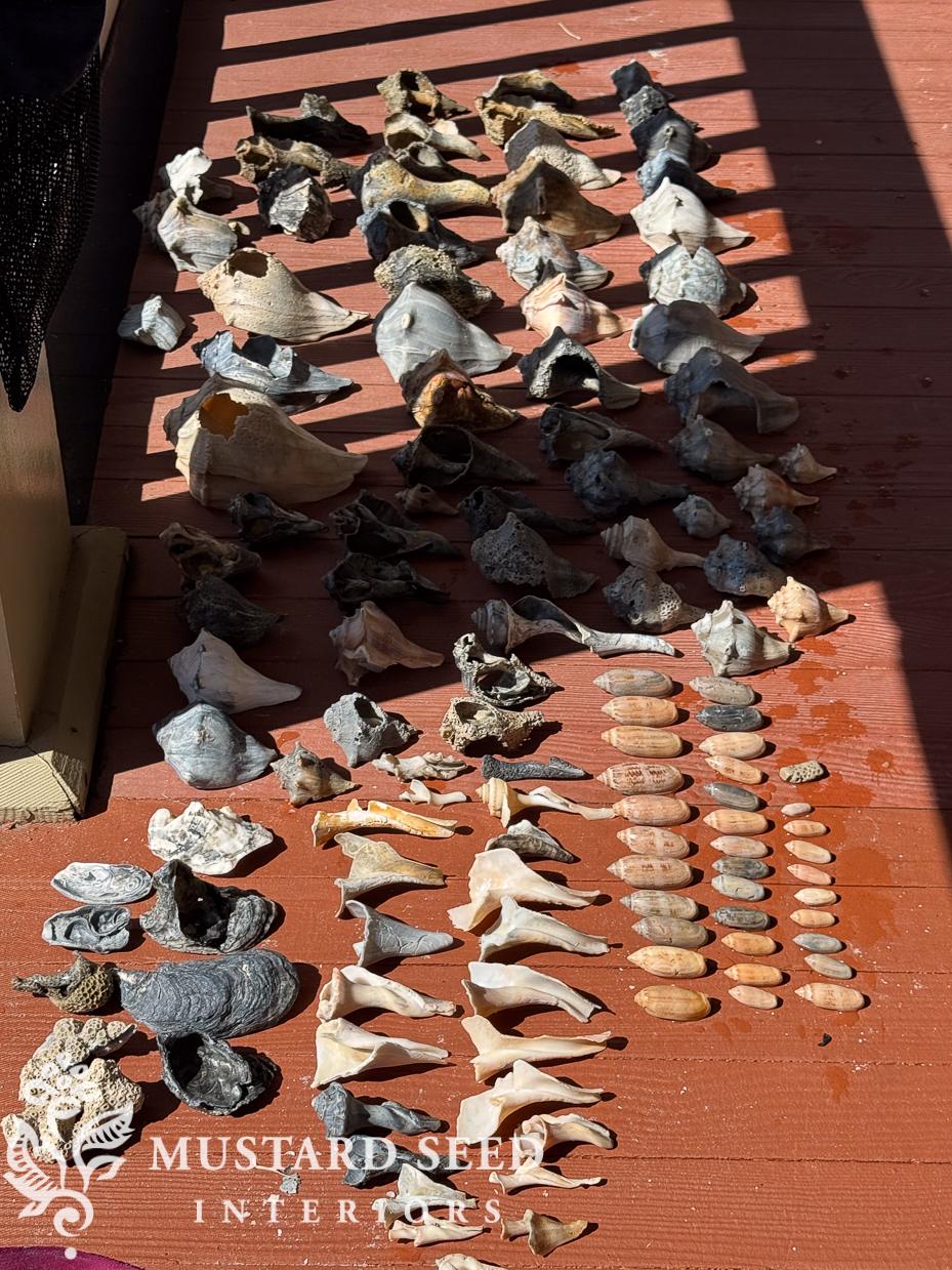 isle of palms shelling diaries | miss mustard seed
