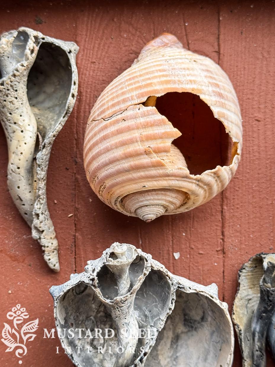 isle of palms shelling diaries | miss mustard seed