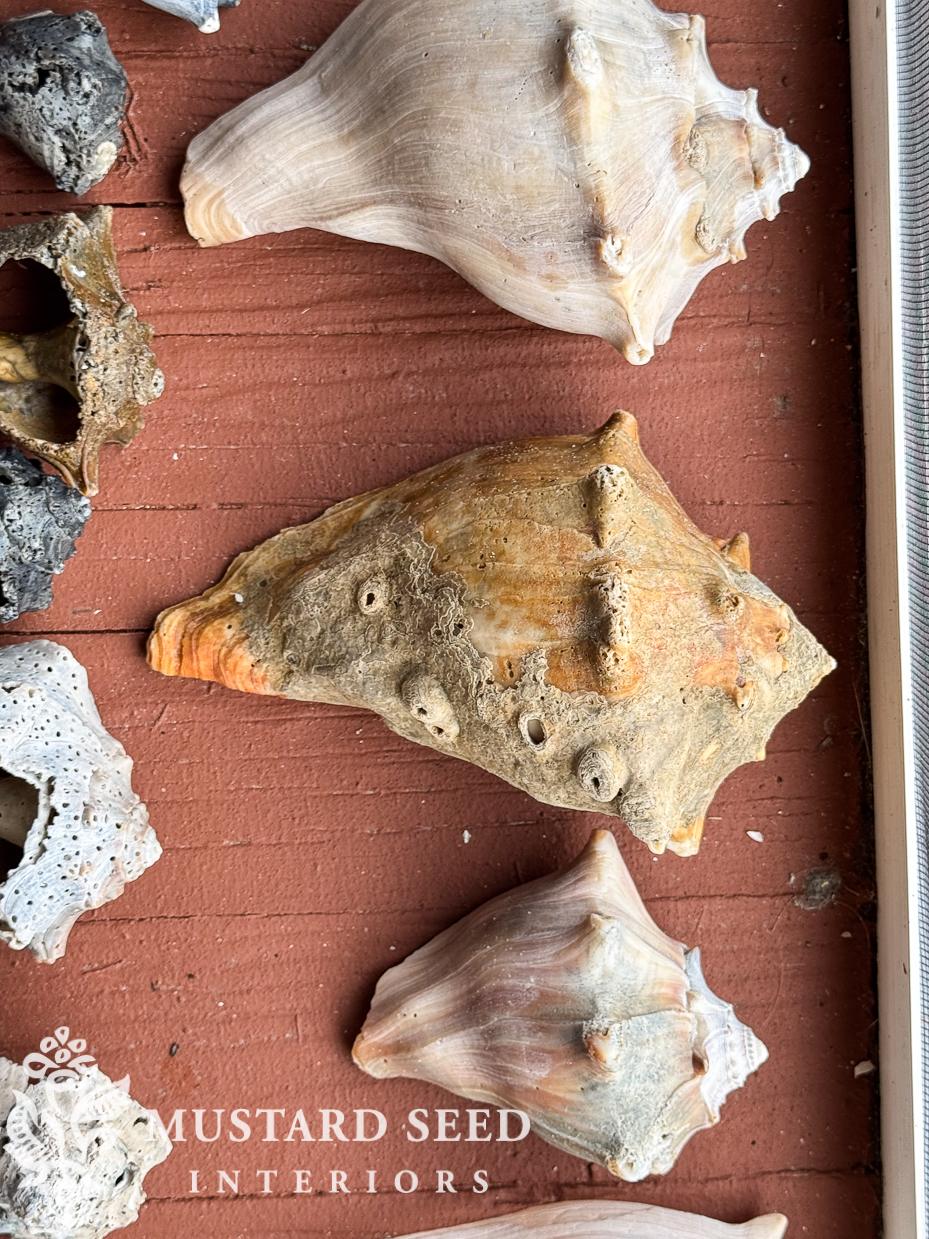 isle of palms shelling diaries | miss mustard seed