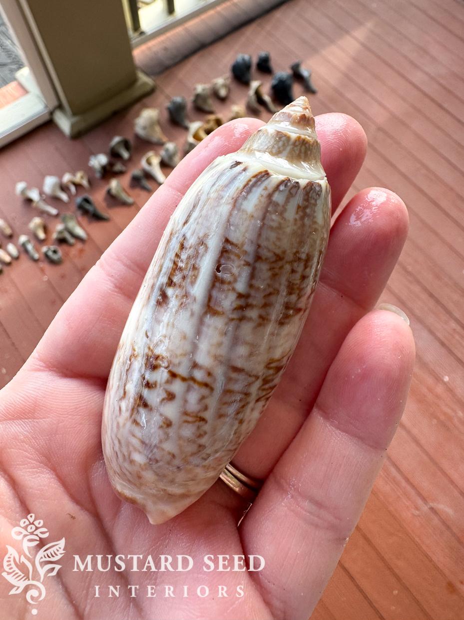 isle of palms shelling diaries | miss mustard seed