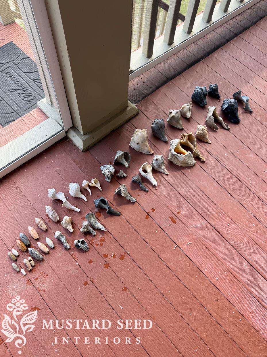 isle of palms shelling diaries | miss mustard seed