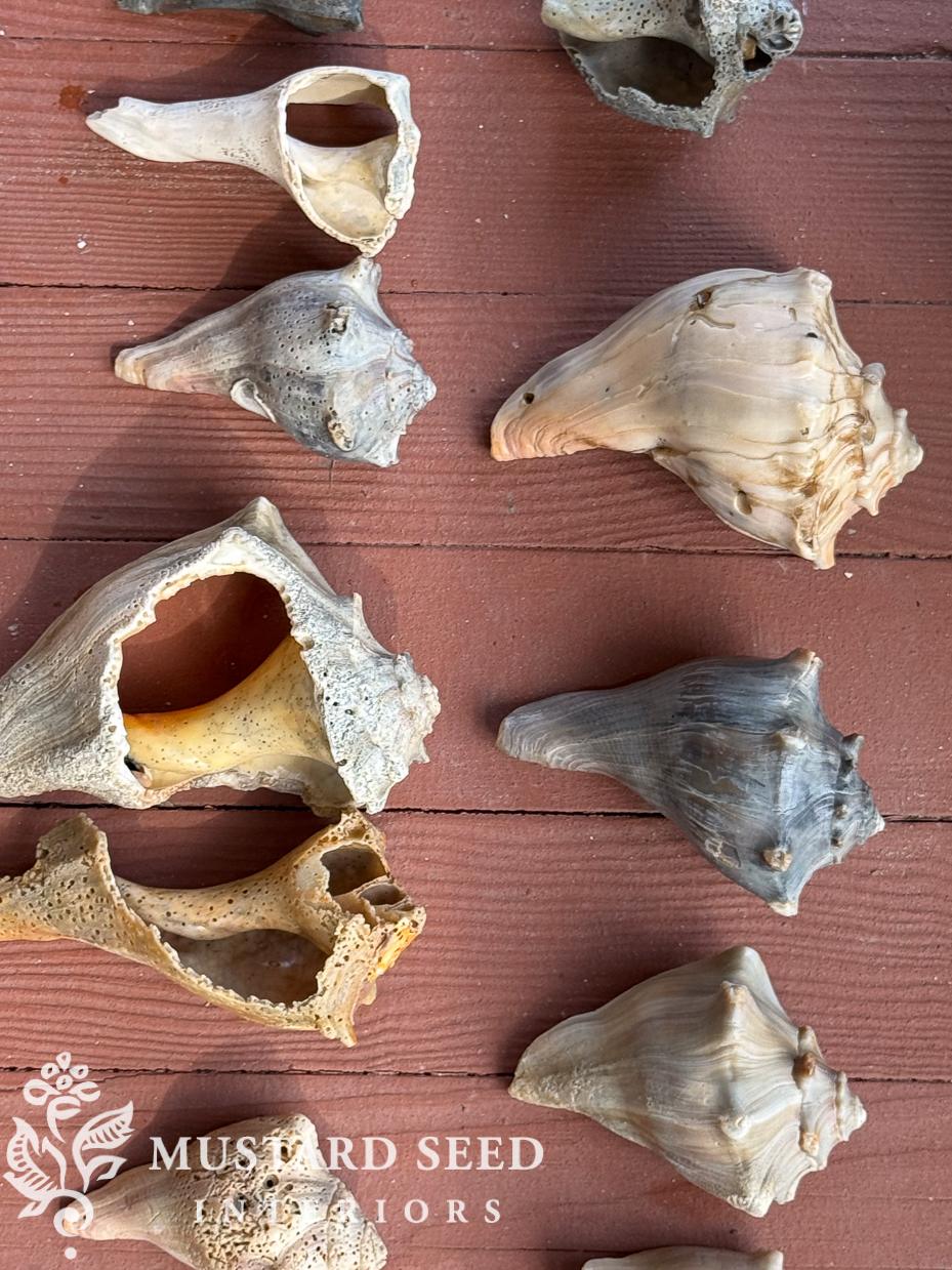 isle of palms shelling diaries | miss mustard seed