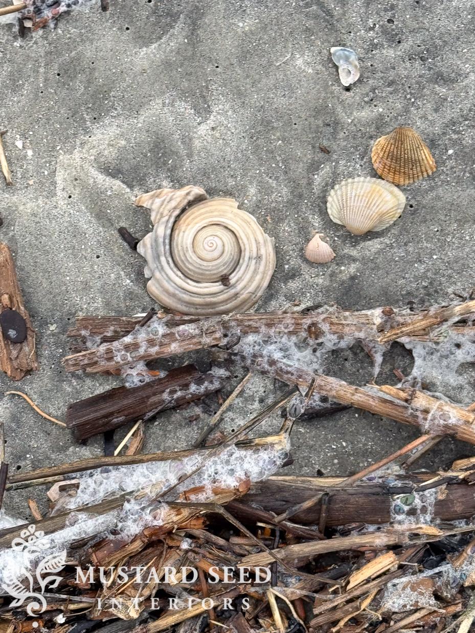 isle of palms shelling diaries | miss mustard seed